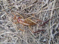 Image of Auckland tree weta