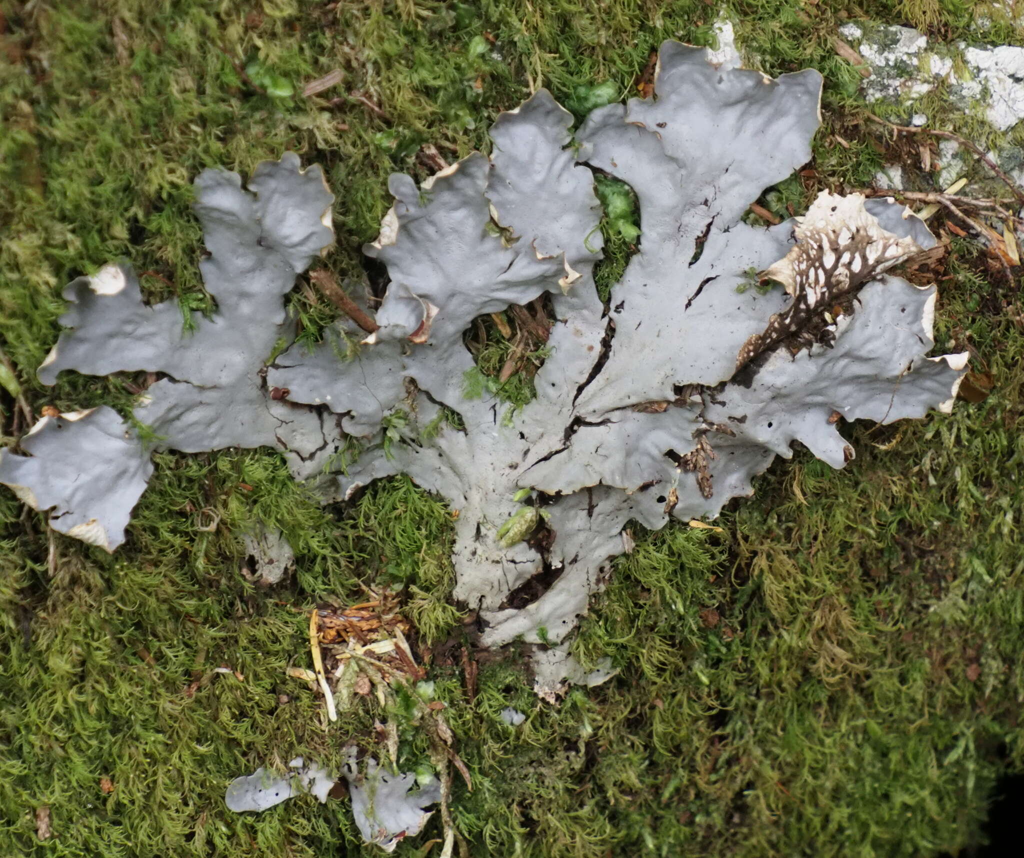 Image of felt lichen