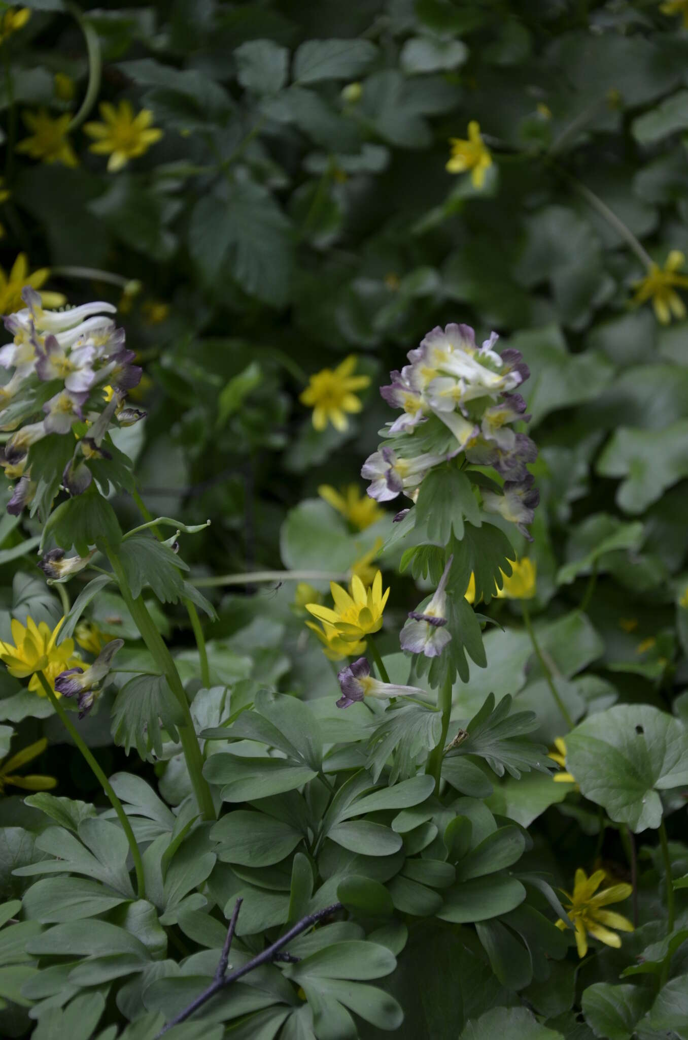 صورة Corydalis hybrida Mikhailova