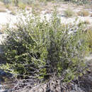 Image of Arizona cliffrose