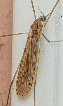 Image of Rhipidia (Rhipidia) domestica Osten Sacken 1860