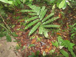 Image of Adiantum tomentosum Kl.