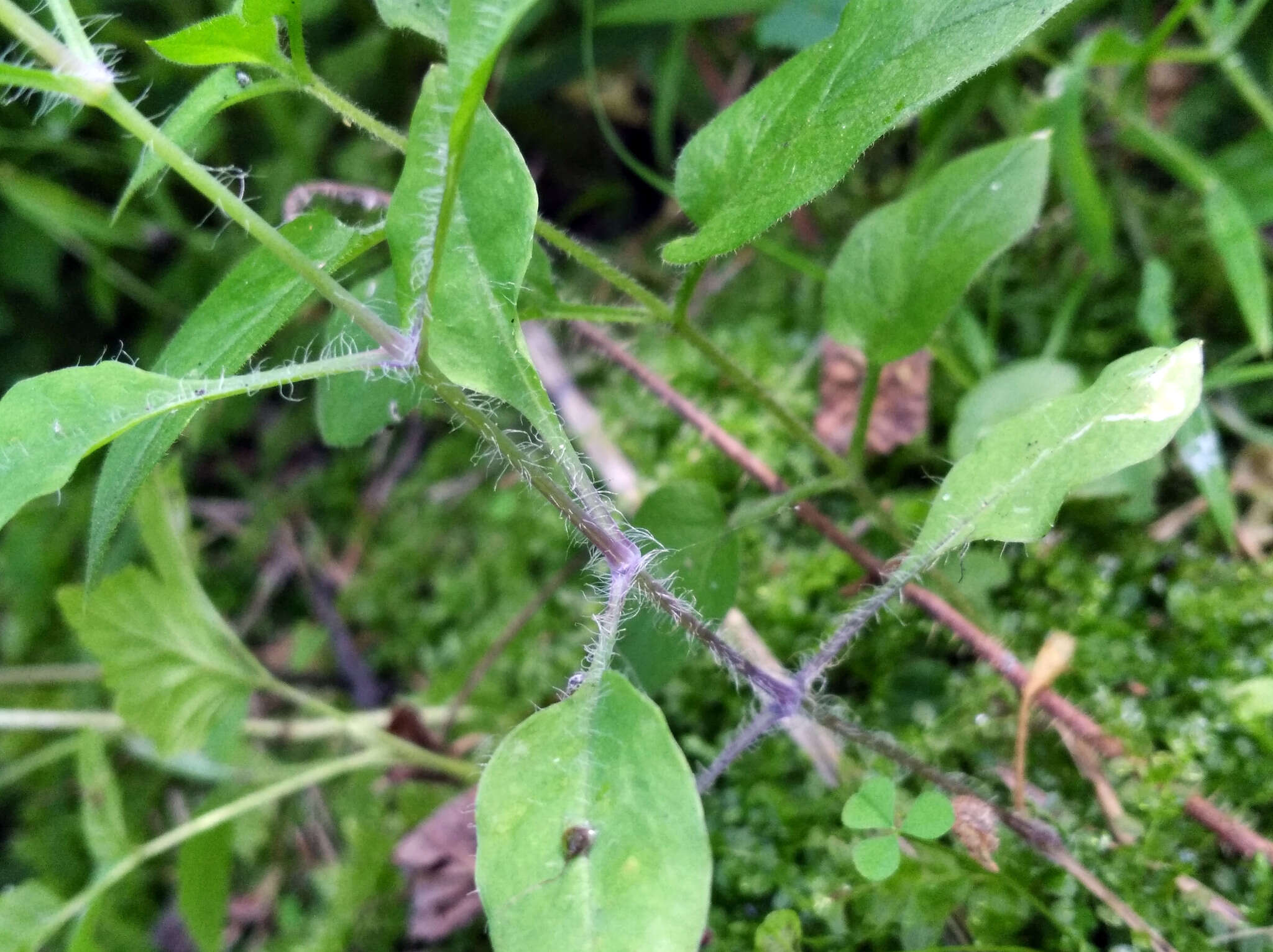 Image of Cerastium davuricum Fischer