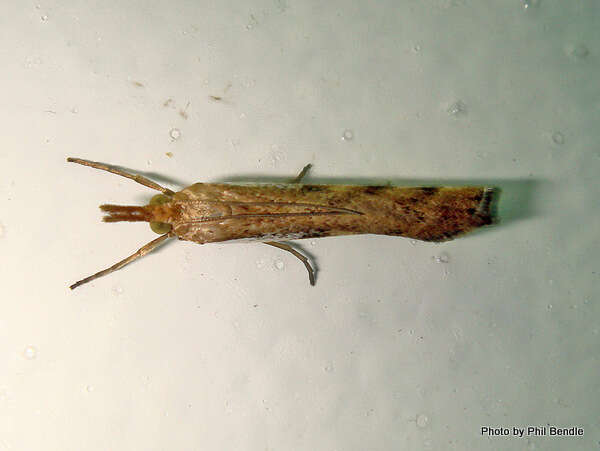 Image of common grass moth