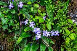 Streptocarpus johannis L. L. Britten resmi