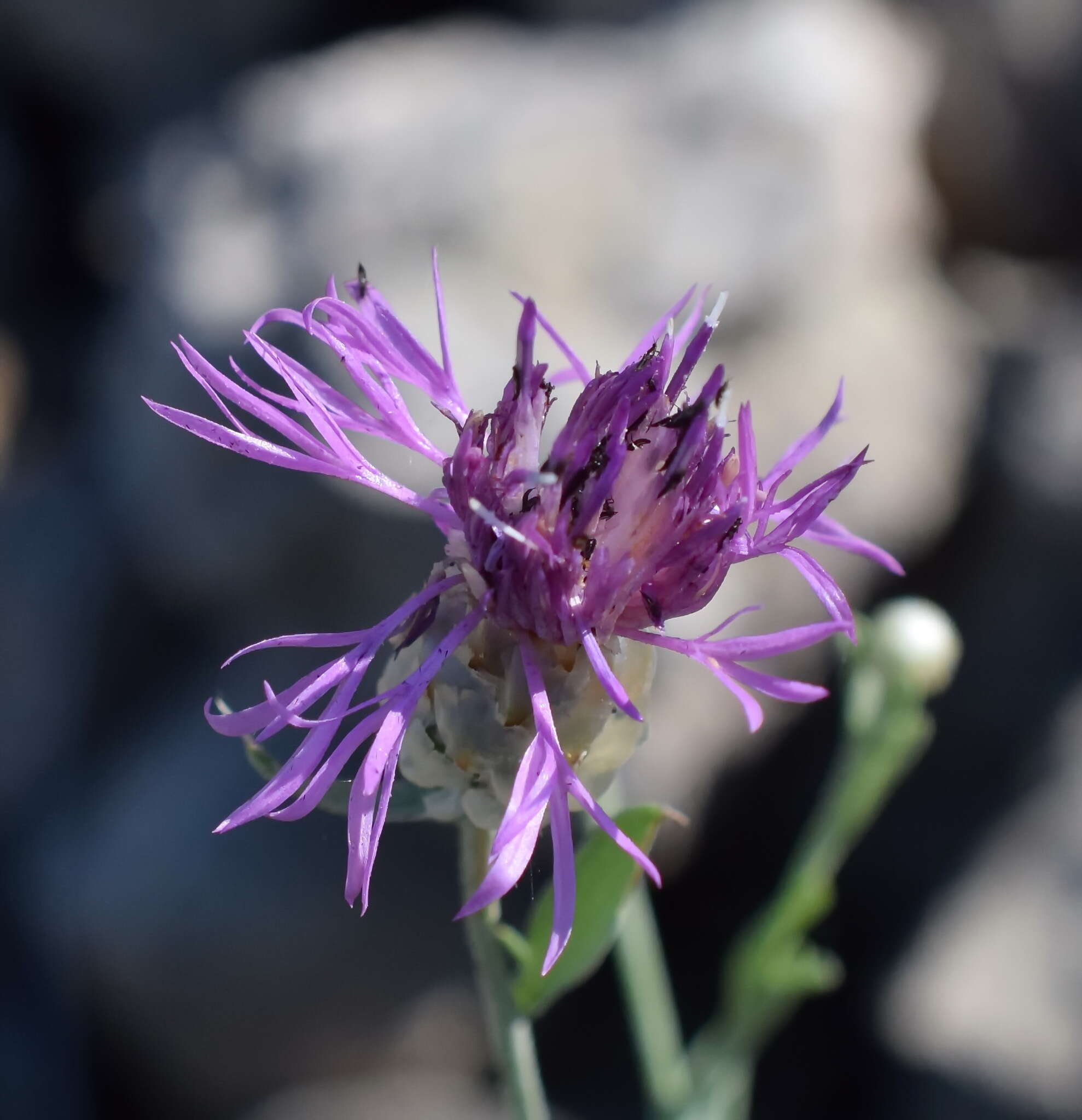 Image of Centaurea sarandinakiae Illarionova