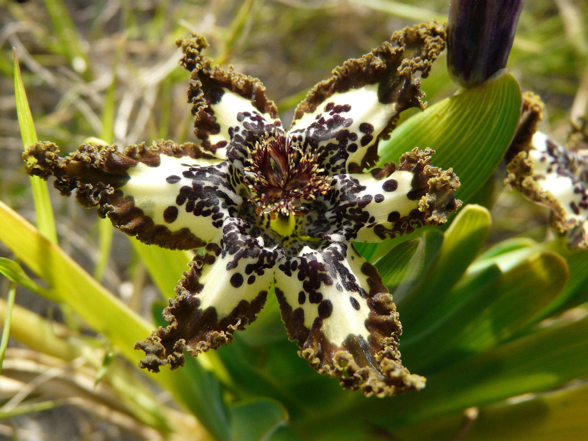 صورة Ferraria crispa Burm.