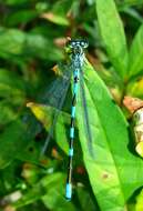 Coenagrion lanceolatum (Selys ex Selys & McLachlan 1872) resmi