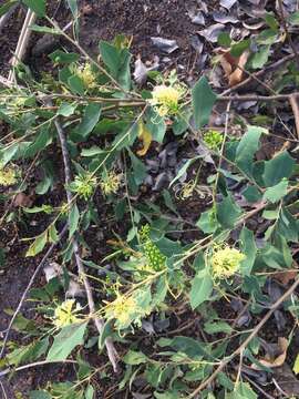 Image of Grevillea angulata R. Br.