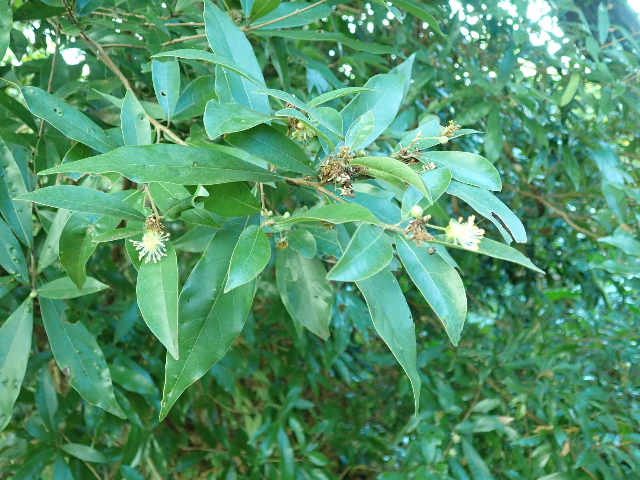 Image of Litsea hypophaea Hayata