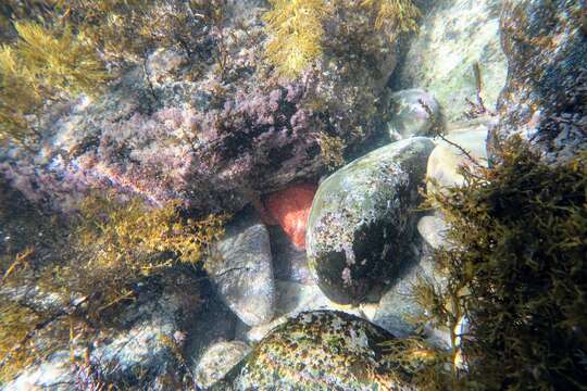 Image of Anthaster valvulatus (Muller & Troschel 1843)