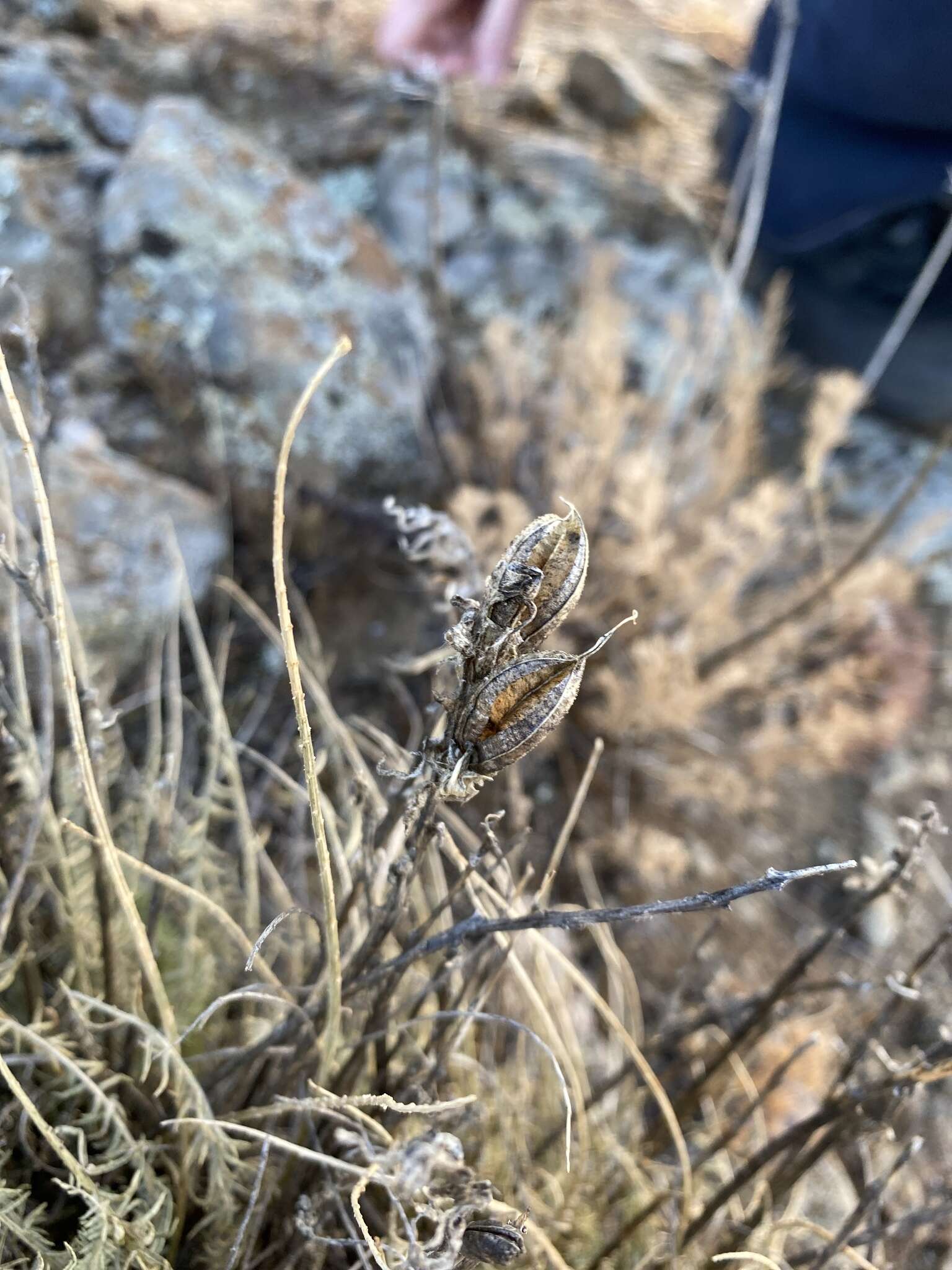 Oxytropis muricata (Pall.) DC. resmi