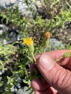 Image of Oregon False Golden-Aster