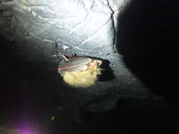 Image of Ognev’s Long-eared Bat