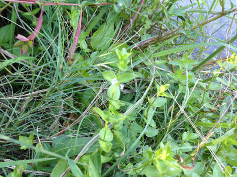 Clinopodium brownei (Sw.) Kuntze resmi