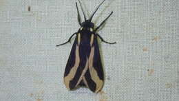 صورة Euplesia sphingidea Perty 1833