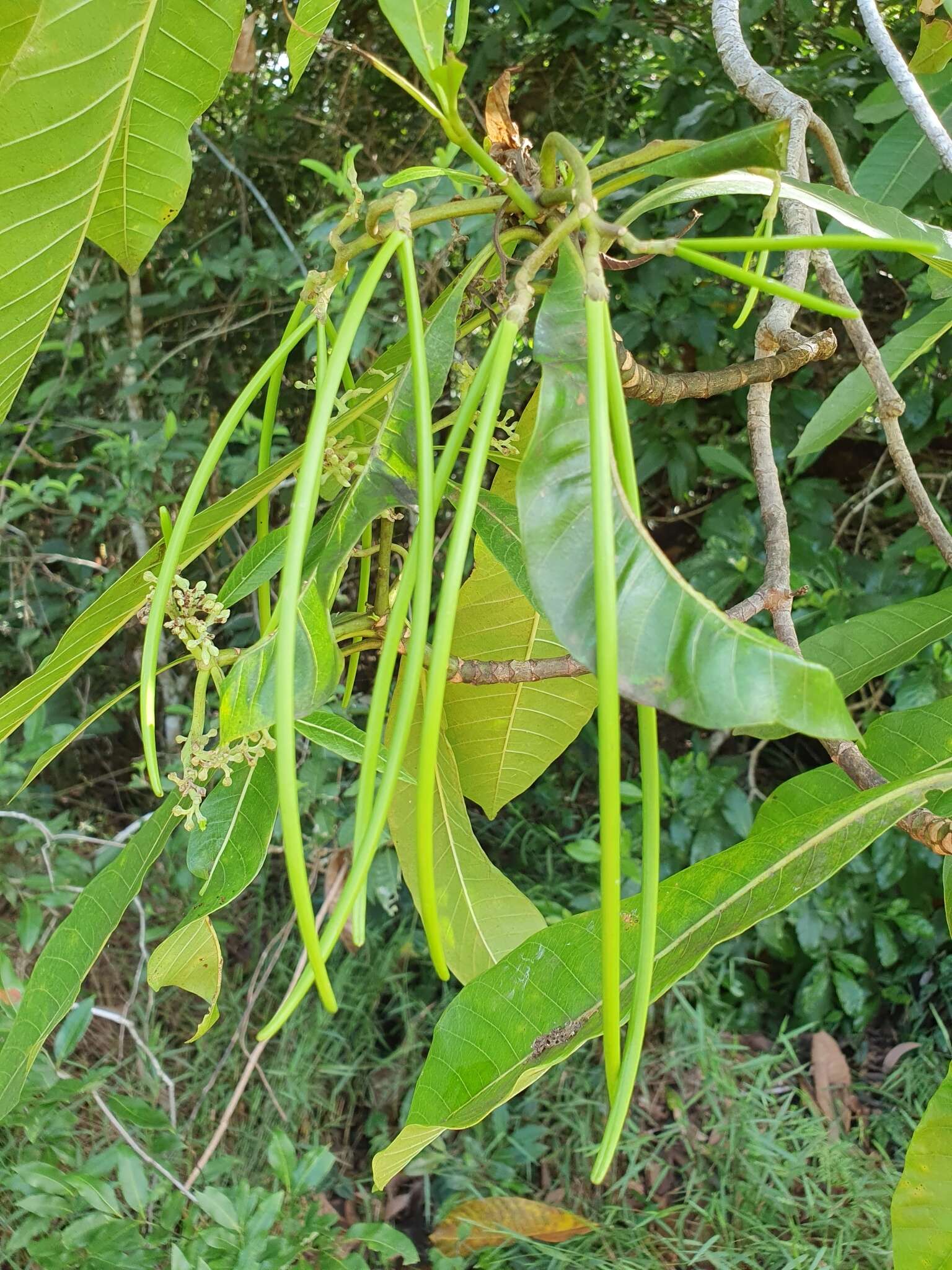 Alstonia spectabilis R. Br.的圖片