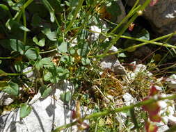 Rumex scutatus L. resmi