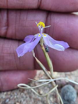 Image of Moraea monticola Goldblatt