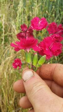 Image of carnation