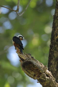 Image of Collared Falconet