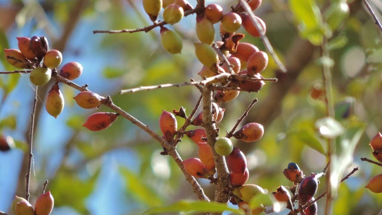 Image de Diospyros quiloensis (Hiern) F. White