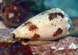 Image of Conus varius Linnaeus 1758