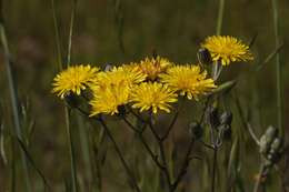 Image of Crepis vesicaria subsp. taraxacifolia (Thuill.) Thell.