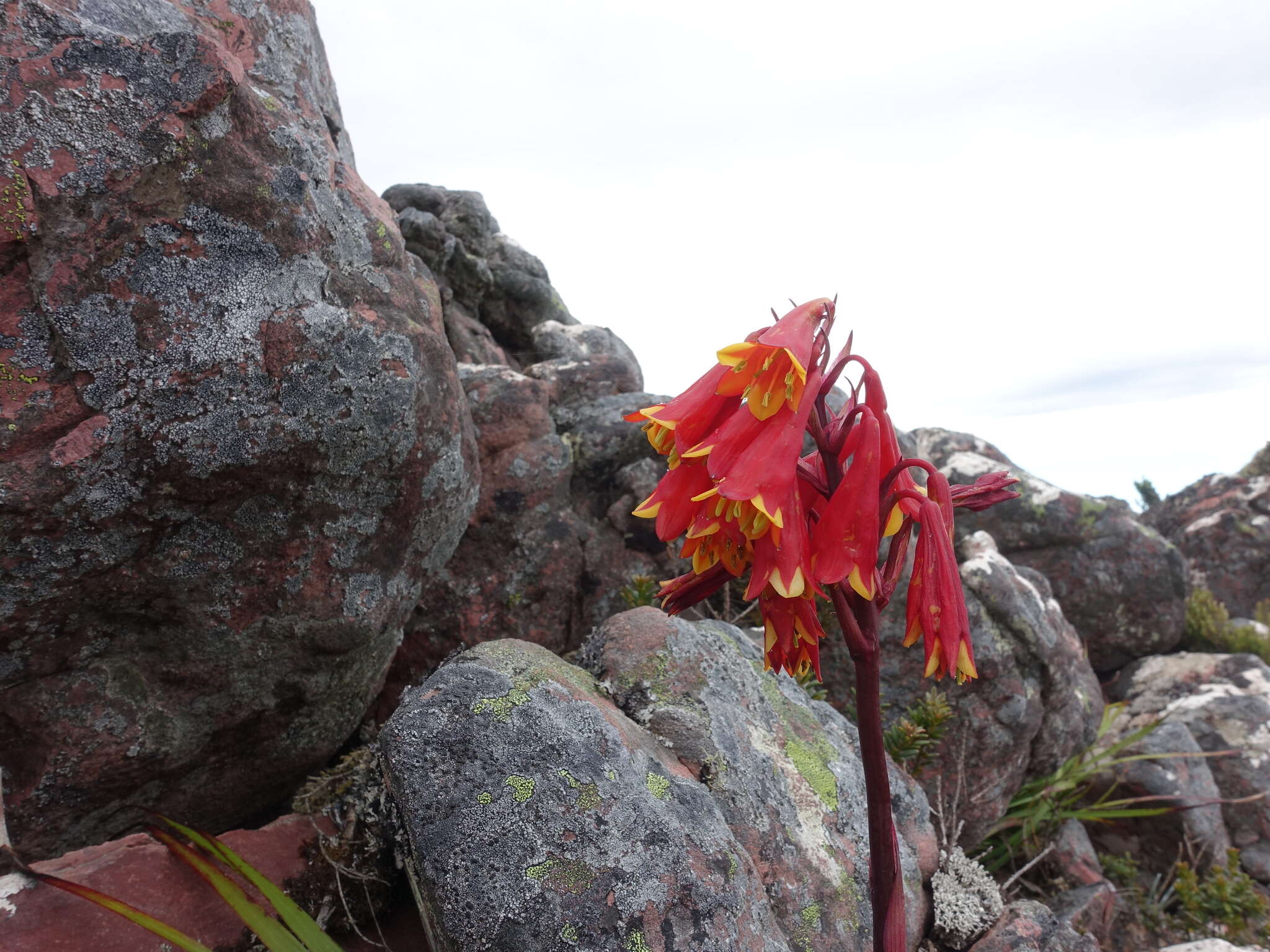 Image of Tasmanian Christmas Bell