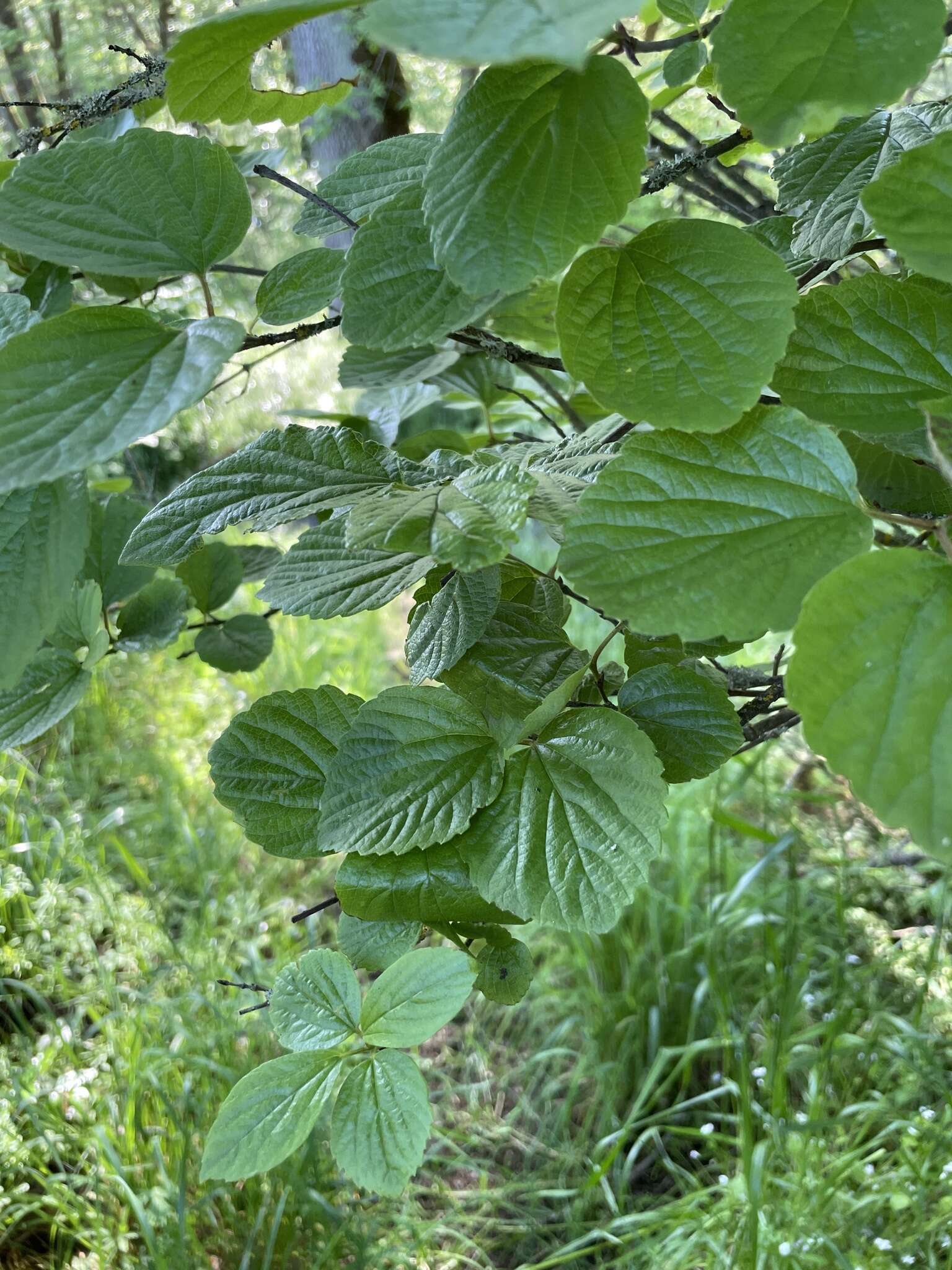 Image of common viburnum