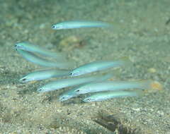 Image of Blue gudgeon