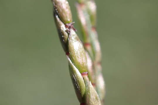 Слика од Eriochloa barbatus (Trin.) S. Yadav & M. R. Almeida