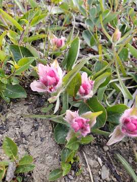 Image of elegant Indian paintbrush