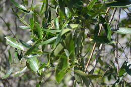 Image of earleaf greenbrier
