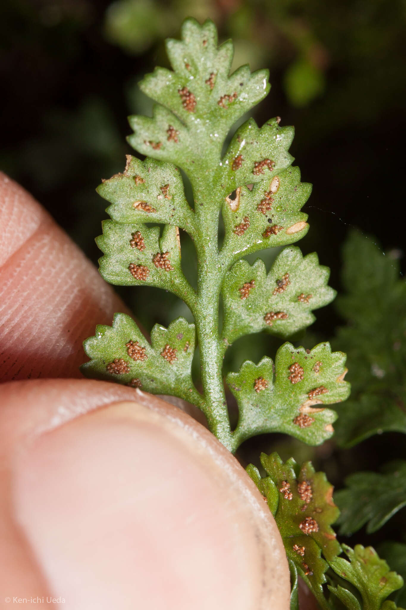 Imagem de Asplenium montanum Willd.