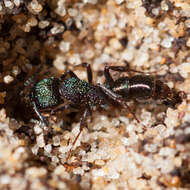 Image of green ant