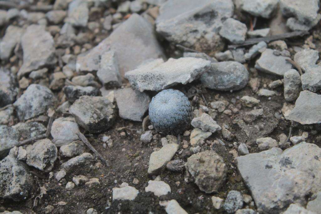 Image of Turbinicarpus pseudopectinatus (Backeb.) Glass & R. A. Foster