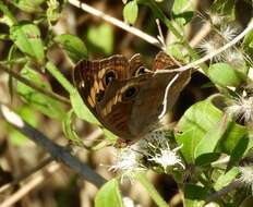 Sivun Junonia pacoma kuva