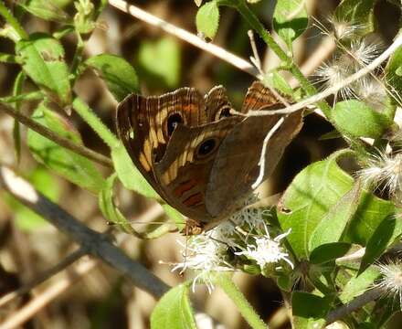 Image of Junonia pacoma