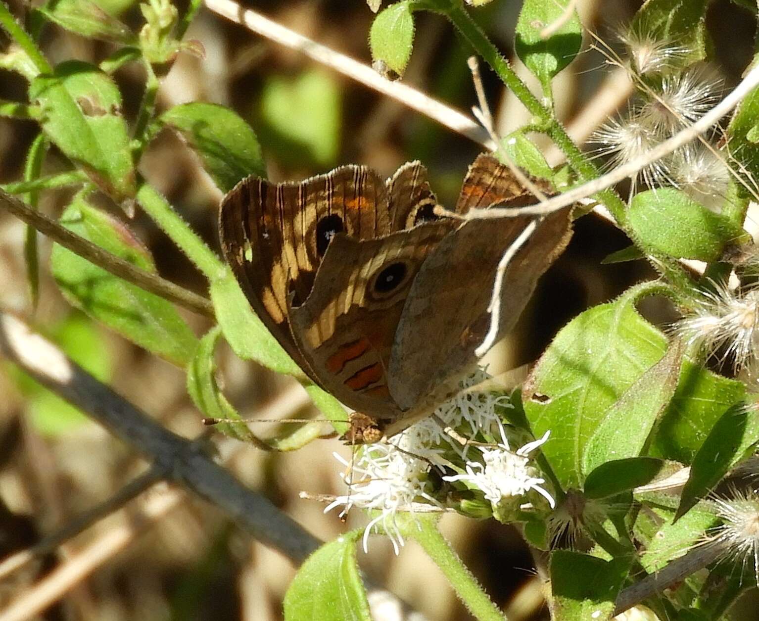 Image of Pacific Mangrove Buckeye