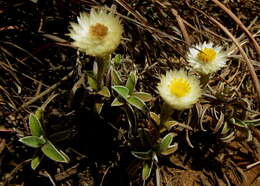 Image of Dwarf Everlasting