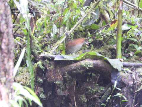 Image of White-bellied Antpitta