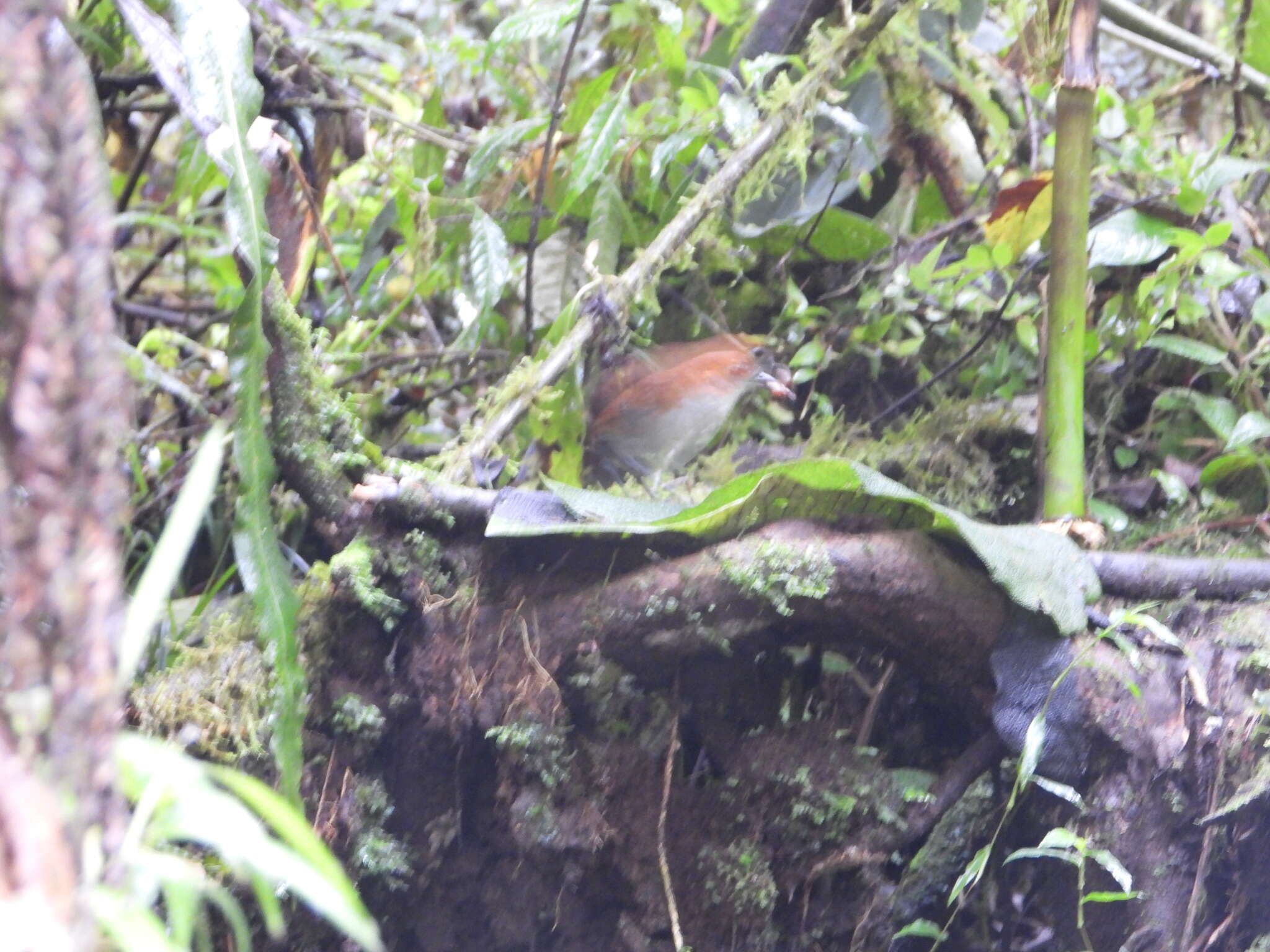 Image of White-bellied Antpitta