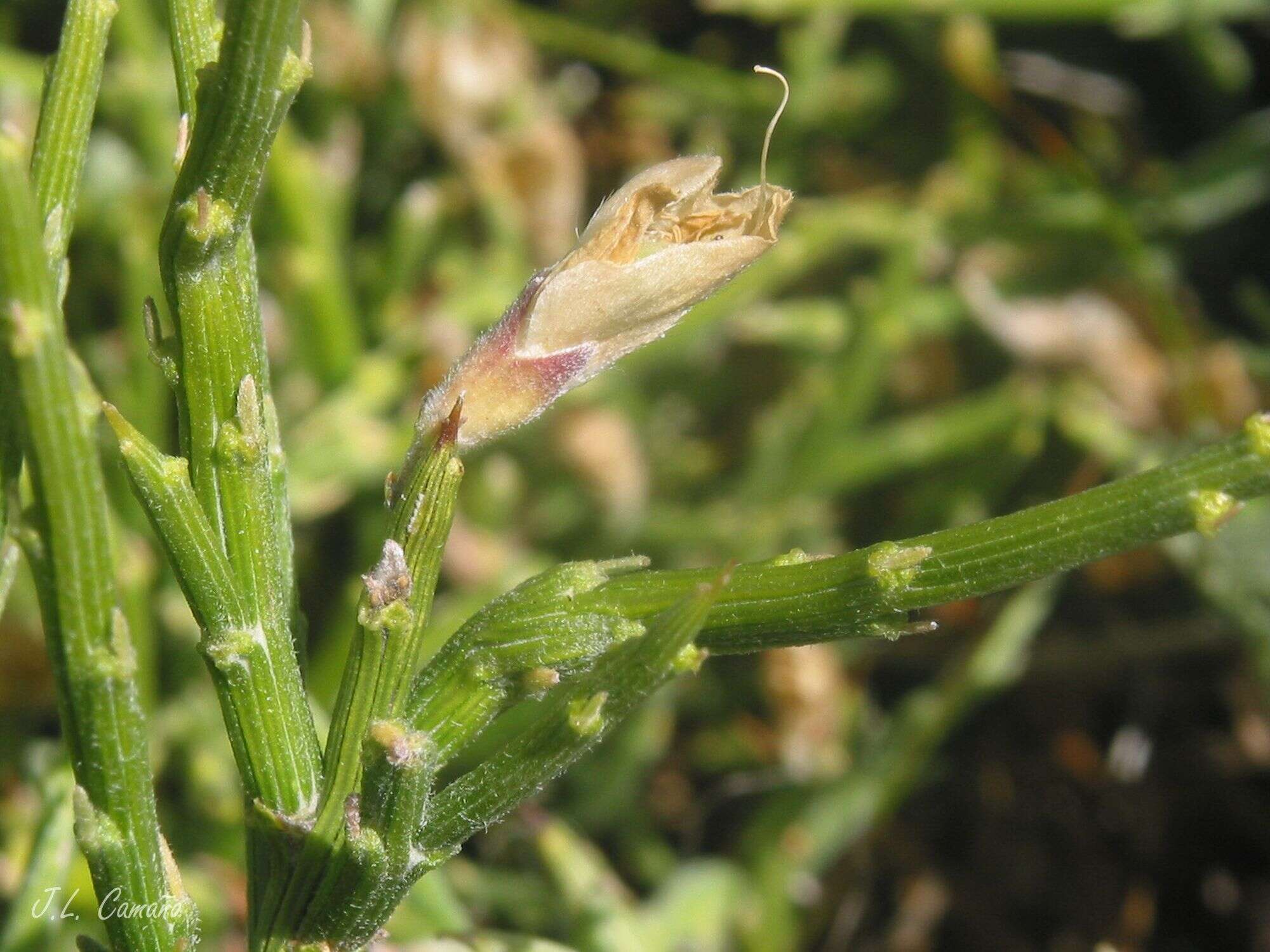 Imagem de Genista sanabrensis Valdes Brem. et al.