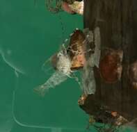 Image of dock shrimp