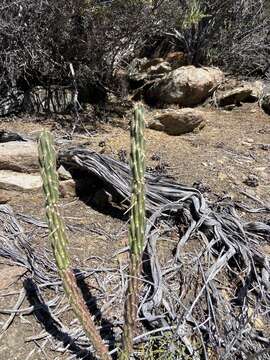 Image of Cylindropuntia californica var. rosarica (G. E. Linds.) Rebman