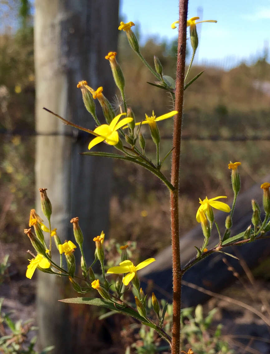 Image of Slender Scratchdaisy