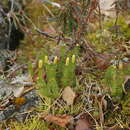 Image of Spinulum annotinum subsp. alpestre