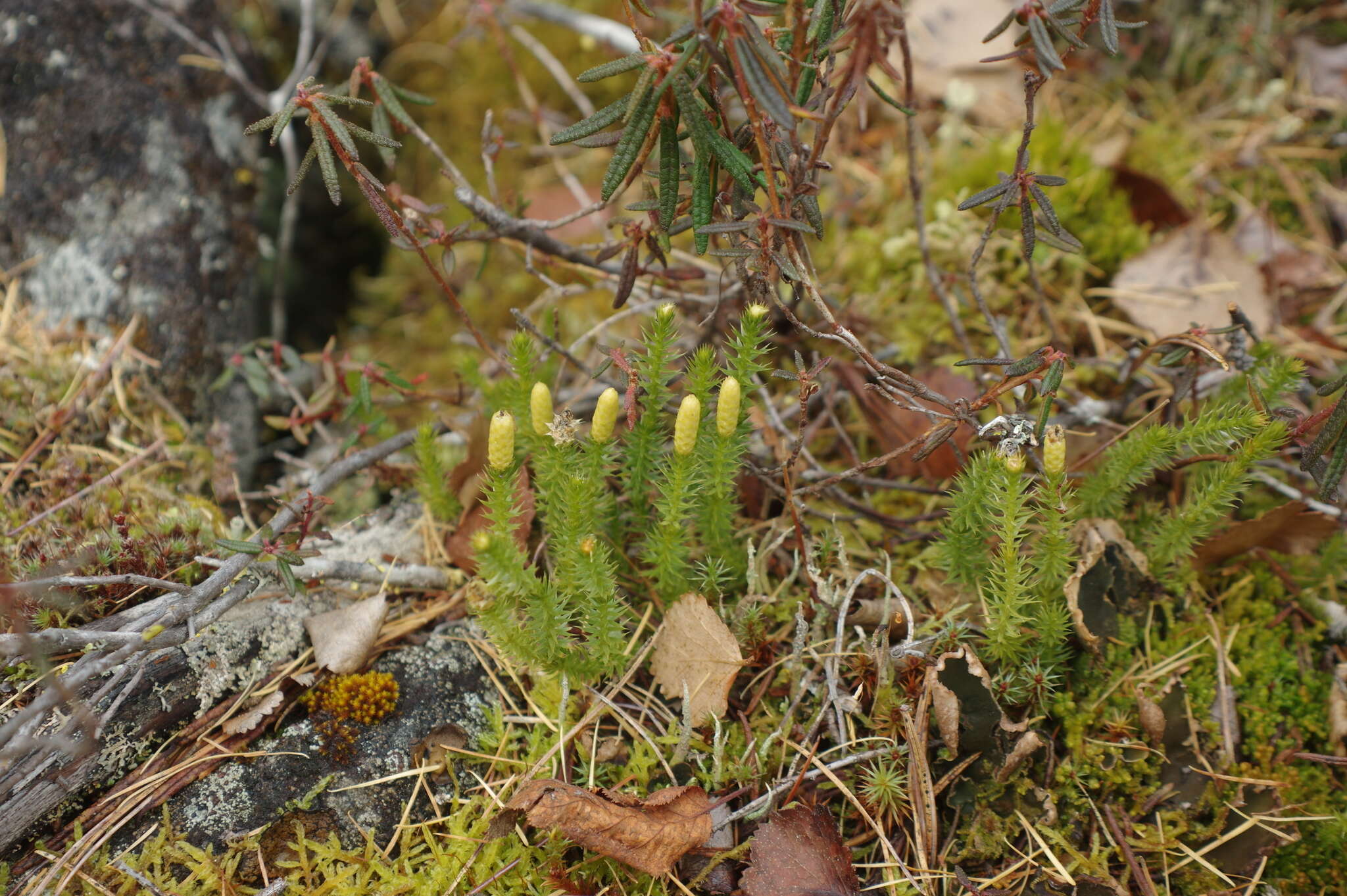 Imagem de Spinulum annotinum subsp. alpestre