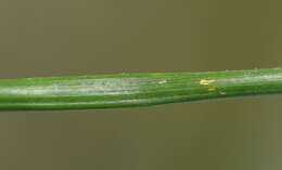 Image of Eleocharis palustris subsp. waltersii